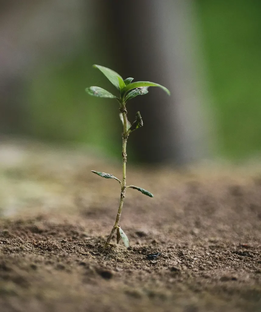 bild på en växt som kommer upp ur jorden